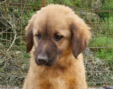 BETTIE, Hund, Mischlingshund in Kroatien - Bild 4