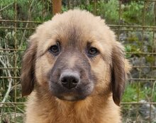 BETTIE, Hund, Mischlingshund in Kroatien - Bild 5