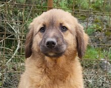BETTIE, Hund, Mischlingshund in Kroatien - Bild 6
