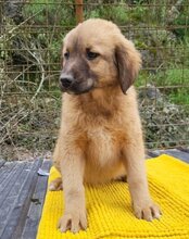 BETTIE, Hund, Mischlingshund in Kroatien - Bild 9