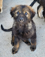 BERTIE, Hund, Mischlingshund in Kroatien - Bild 2