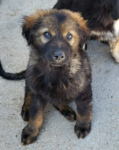 BERTIE, Hund, Mischlingshund in Kroatien - Bild 3