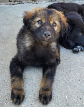 BERTIE, Hund, Mischlingshund in Kroatien - Bild 4