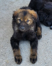 BERTIE, Hund, Mischlingshund in Kroatien - Bild 5