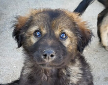 BERTIE, Hund, Mischlingshund in Kroatien - Bild 6