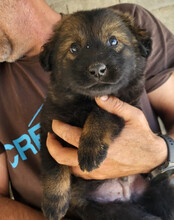BERTIE, Hund, Mischlingshund in Kroatien - Bild 7