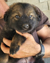 BERTIE, Hund, Mischlingshund in Kroatien - Bild 8