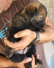 BERTIE, Hund, Mischlingshund in Kroatien - Bild 9