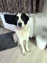 BARON, Hund, Herdenschutzhund-Mix in Rumänien - Bild 2