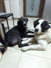 BARON, Hund, Herdenschutzhund-Mix in Rumänien - Bild 3