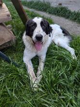 BARON, Hund, Herdenschutzhund-Mix in Rumänien - Bild 4