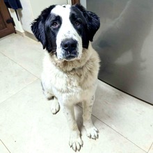BARON, Hund, Herdenschutzhund-Mix in Rumänien - Bild 5