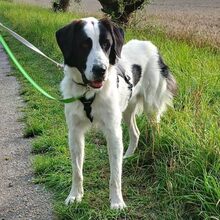 BARON, Hund, Herdenschutzhund-Mix in Bad Karlshafen