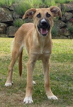 KIARA, Hund, Collie-Deutscher Schäferhund-Mix in Bad Arolsen - Bild 1
