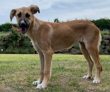KIARA, Hund, Collie-Deutscher Schäferhund-Mix in Bad Arolsen - Bild 2