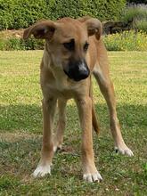 KIARA, Hund, Collie-Deutscher Schäferhund-Mix in Bad Arolsen - Bild 3