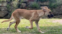 KIARA, Hund, Collie-Deutscher Schäferhund-Mix in Bad Arolsen - Bild 4