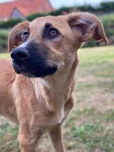 KIARA, Hund, Collie-Deutscher Schäferhund-Mix in Bad Arolsen - Bild 5