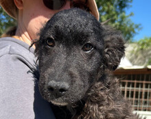 FLYNN, Hund, Kroat. Schäferhund-Mischling in Kroatien - Bild 1