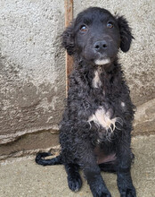 FLYNN, Hund, Kroat. Schäferhund-Mischling in Kroatien - Bild 10