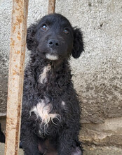 FLYNN, Hund, Kroat. Schäferhund-Mischling in Kroatien - Bild 11