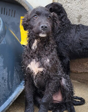FLYNN, Hund, Kroat. Schäferhund-Mischling in Kroatien - Bild 12