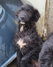 FLYNN, Hund, Kroat. Schäferhund-Mischling in Kroatien - Bild 13