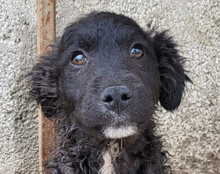 FLYNN, Hund, Kroat. Schäferhund-Mischling in Kroatien - Bild 2