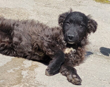 FLYNN, Hund, Kroat. Schäferhund-Mischling in Kroatien - Bild 3