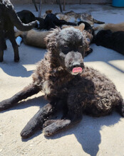 FLYNN, Hund, Kroat. Schäferhund-Mischling in Kroatien - Bild 4
