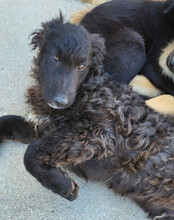 FLYNN, Hund, Kroat. Schäferhund-Mischling in Kroatien - Bild 5