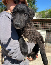 FLYNN, Hund, Kroat. Schäferhund-Mischling in Kroatien - Bild 6