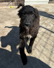 FLYNN, Hund, Kroat. Schäferhund-Mischling in Kroatien - Bild 7