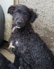 FLYNN, Hund, Kroat. Schäferhund-Mischling in Kroatien - Bild 8