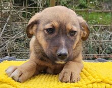 FINA, Hund, Mischlingshund in Kroatien - Bild 10
