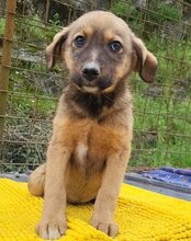 FINA, Hund, Mischlingshund in Kroatien - Bild 11