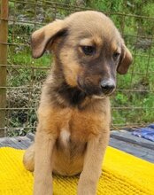 FINA, Hund, Mischlingshund in Kroatien - Bild 12