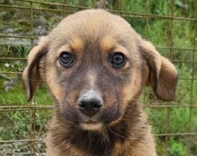 FINA, Hund, Mischlingshund in Kroatien - Bild 14