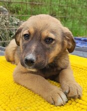 FINA, Hund, Mischlingshund in Kroatien - Bild 2