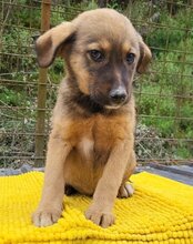 FINA, Hund, Mischlingshund in Kroatien - Bild 3