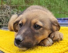 FINA, Hund, Mischlingshund in Kroatien - Bild 4