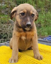 FINA, Hund, Mischlingshund in Kroatien - Bild 5