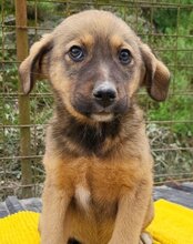 FINA, Hund, Mischlingshund in Kroatien - Bild 7