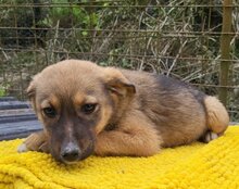 FINA, Hund, Mischlingshund in Kroatien - Bild 8