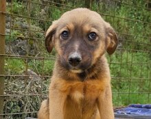 FINA, Hund, Mischlingshund in Kroatien - Bild 9