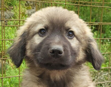 ROMEO, Hund, Mischlingshund in Kroatien - Bild 1