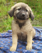 ROMEO, Hund, Mischlingshund in Kroatien - Bild 10
