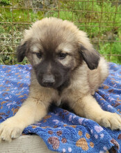 ROMEO, Hund, Mischlingshund in Kroatien - Bild 2