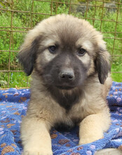 ROMEO, Hund, Mischlingshund in Kroatien - Bild 3