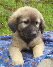 ROMEO, Hund, Mischlingshund in Kroatien - Bild 4
